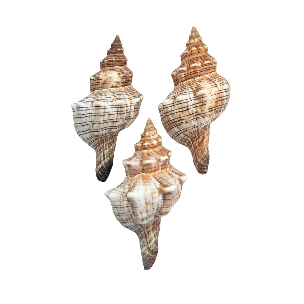 Trapezium Horse Conch