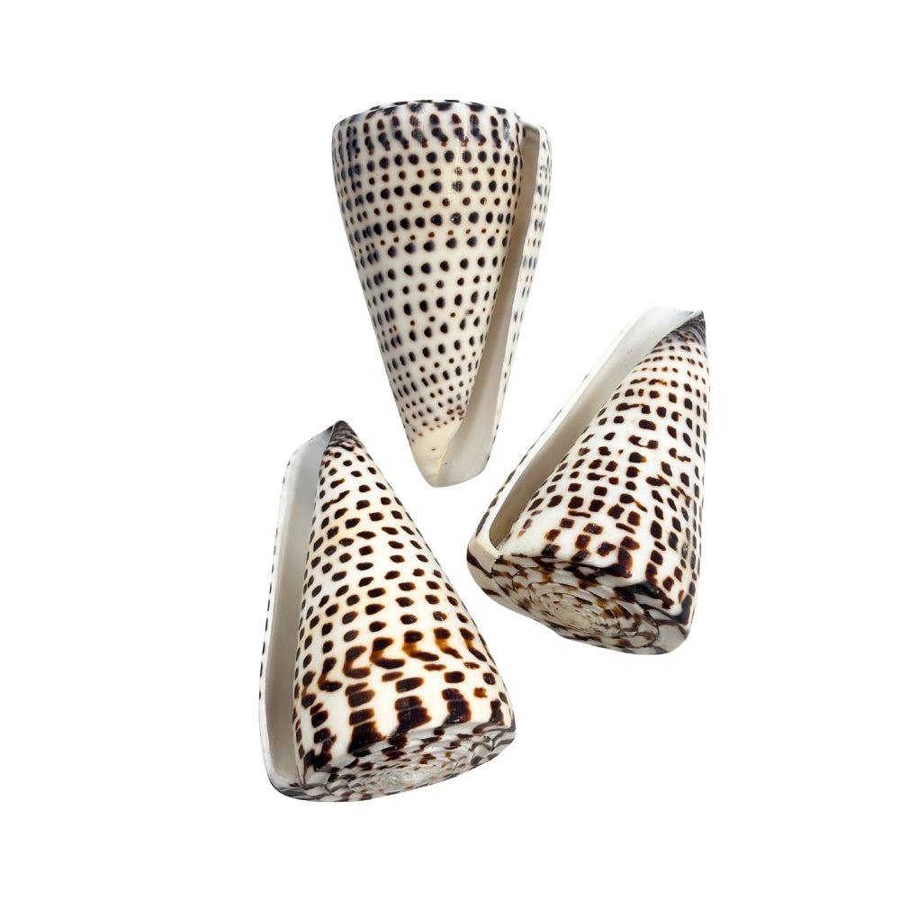 Lettered Cone Shell