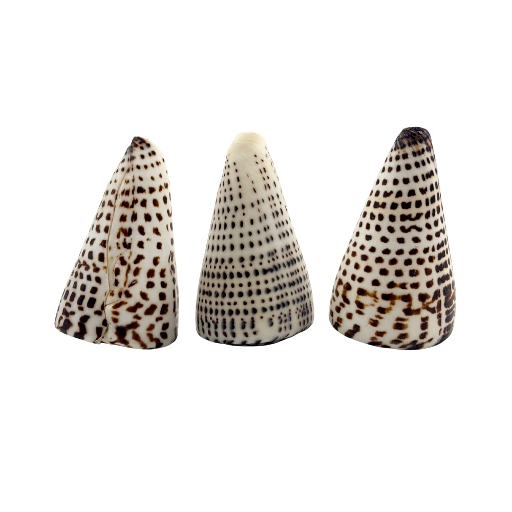 Lettered Cone Shell
