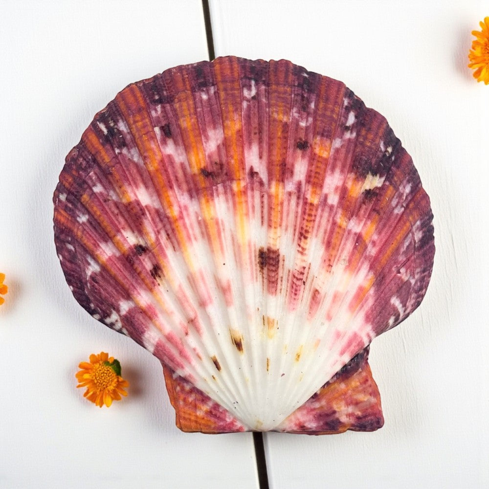 Royal Cloak Scallop