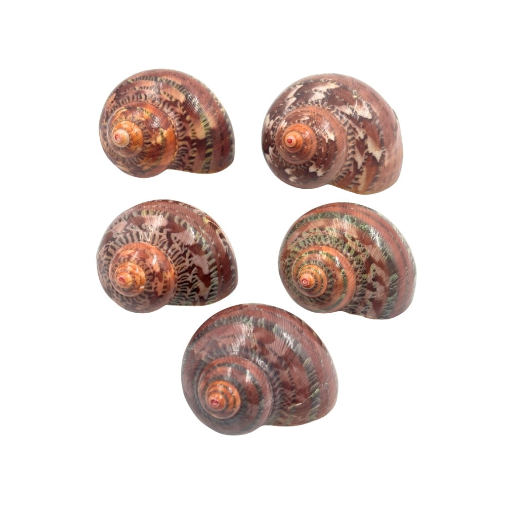 Tapestry Turban Natural