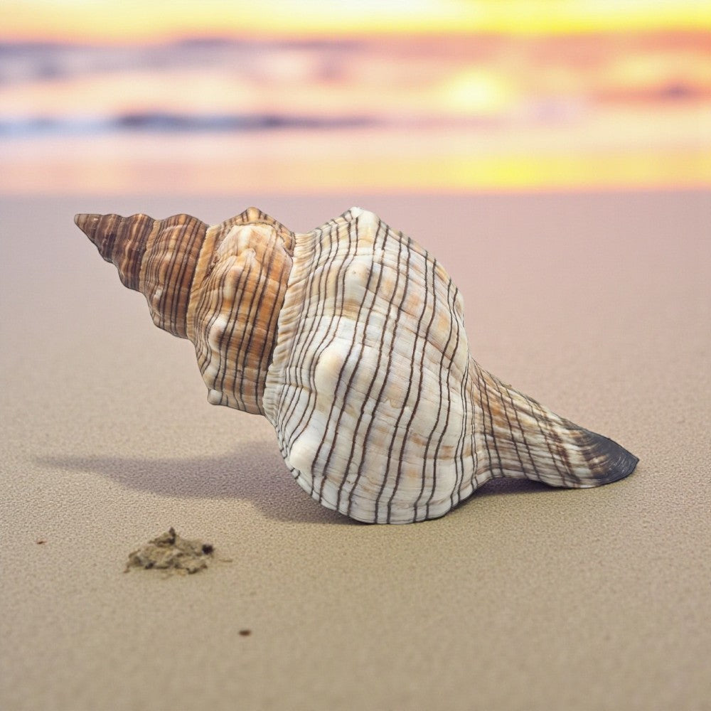 Trapezium Horse Conch